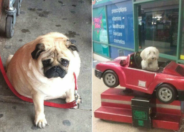 Instagram грустных собак, ждущих хозяев у магазина