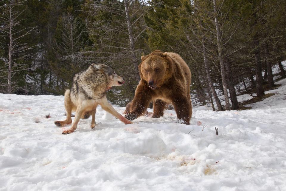 Фотография: Турист стал свидетелем кровавой схватки гризли со стаей волков №5 - BigPicture.ru