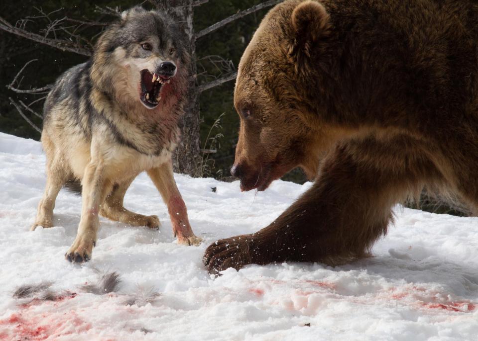 Фотография: Турист стал свидетелем кровавой схватки гризли со стаей волков №1 - BigPicture.ru