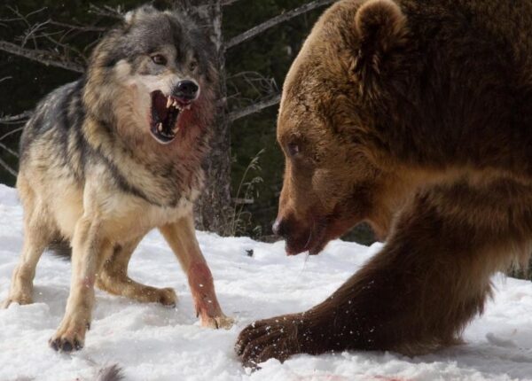 Турист стал свидетелем кровавой схватки гризли со стаей волков