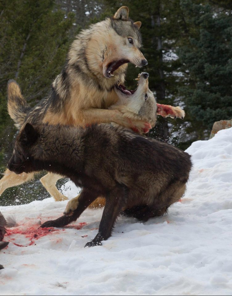 Фотография: Турист стал свидетелем кровавой схватки гризли со стаей волков №3 - BigPicture.ru