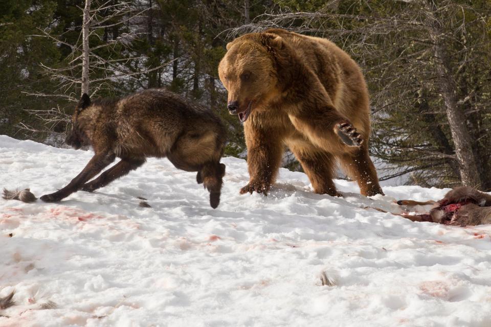 Фотография: Турист стал свидетелем кровавой схватки гризли со стаей волков №6 - BigPicture.ru