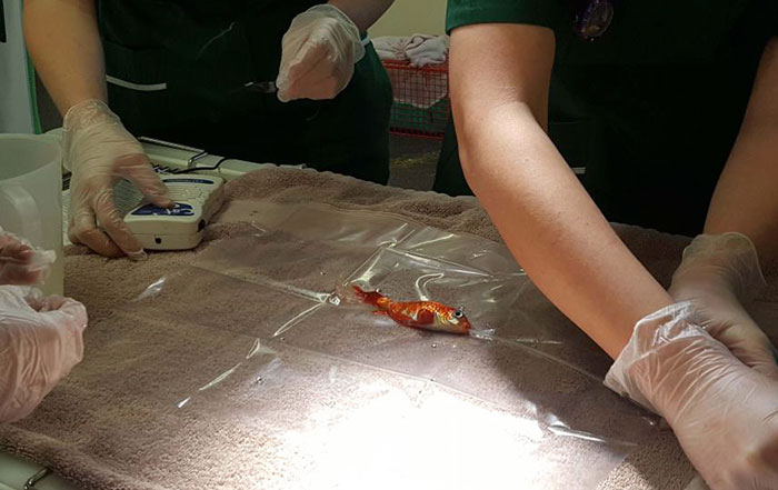 Фотография: 20-летняя золотая рыбка могла умереть от опухоли, но ей попались лучшие в мире хозяева №2 - BigPicture.ru