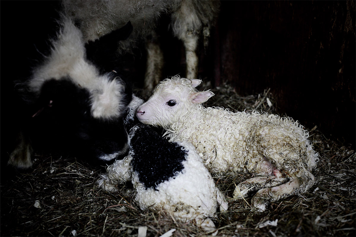 Фотография: Один день из жизни овечьей фермы на краю Исландии №2 - BigPicture.ru
