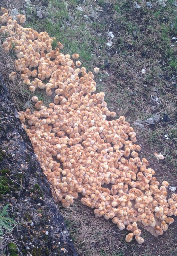 Фотография: Кто-то вывез 1000 цыплят в поле и оставил их там умирать №2 - BigPicture.ru