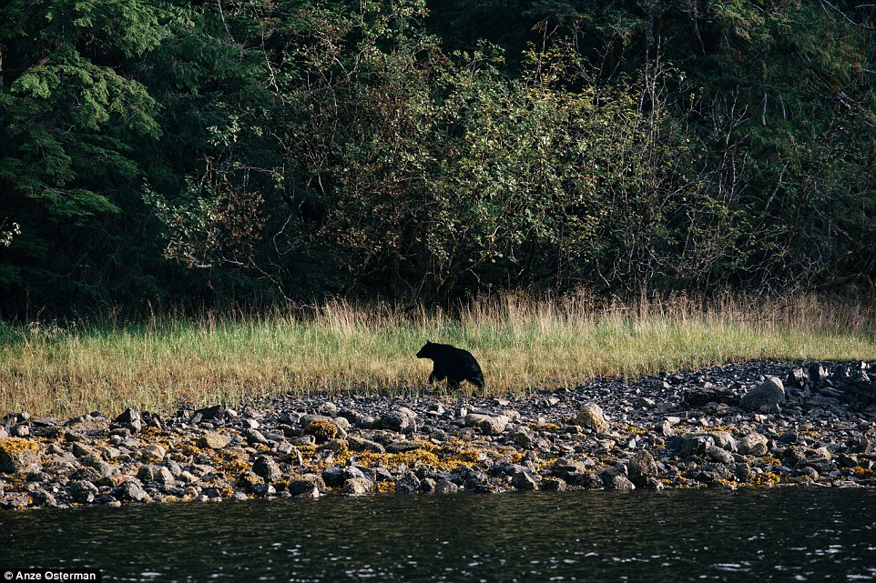 Фотография: В глушь, на Аляску: как жить на острове среди медведей и китов и не сойти с ума №14 - BigPicture.ru