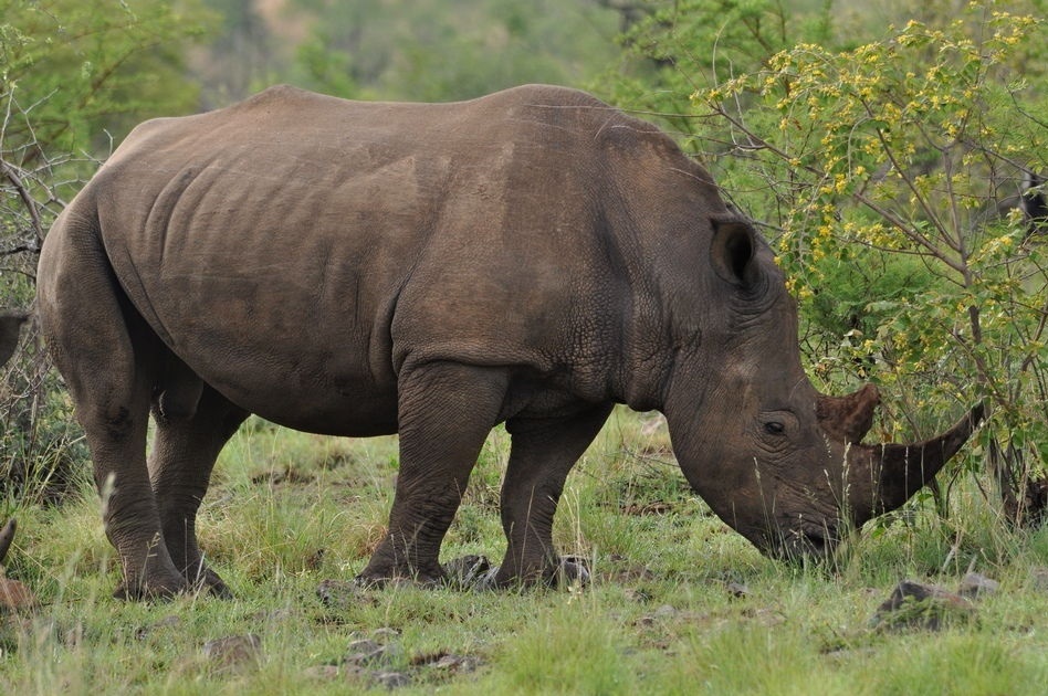 Фотография: В индийском парке ради спасения носорогов убивают людей №2 - BigPicture.ru