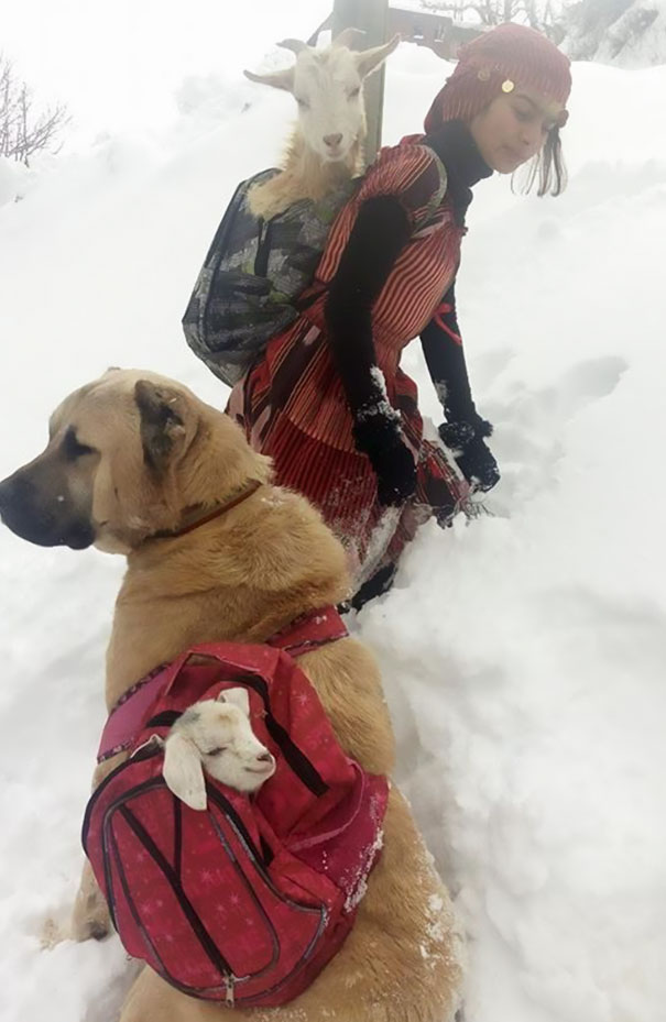 Фотография: 11-летняя девочка с собакой спасла козу и ее детеныша в горах №3 - BigPicture.ru