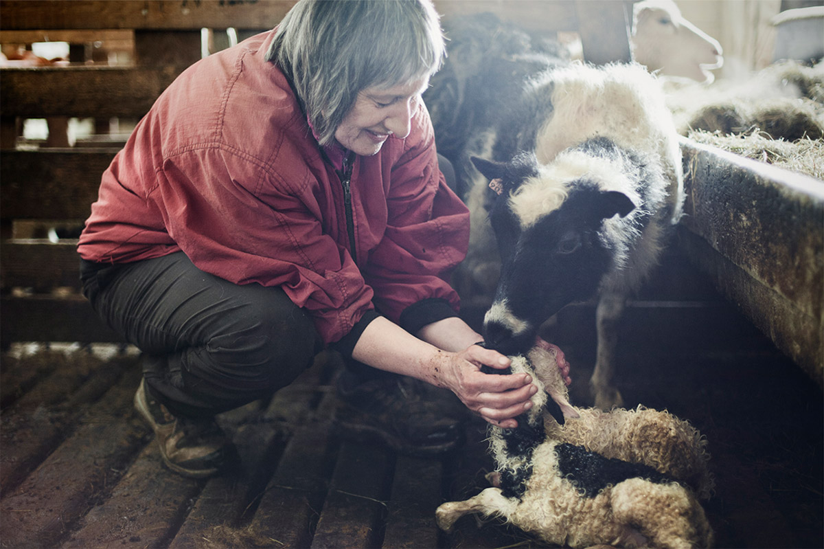 Фотография: Один день из жизни овечьей фермы на краю Исландии №3 - BigPicture.ru
