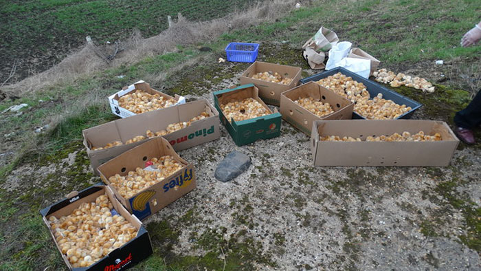 Фотография: Кто-то вывез 1000 цыплят в поле и оставил их там умирать №3 - BigPicture.ru