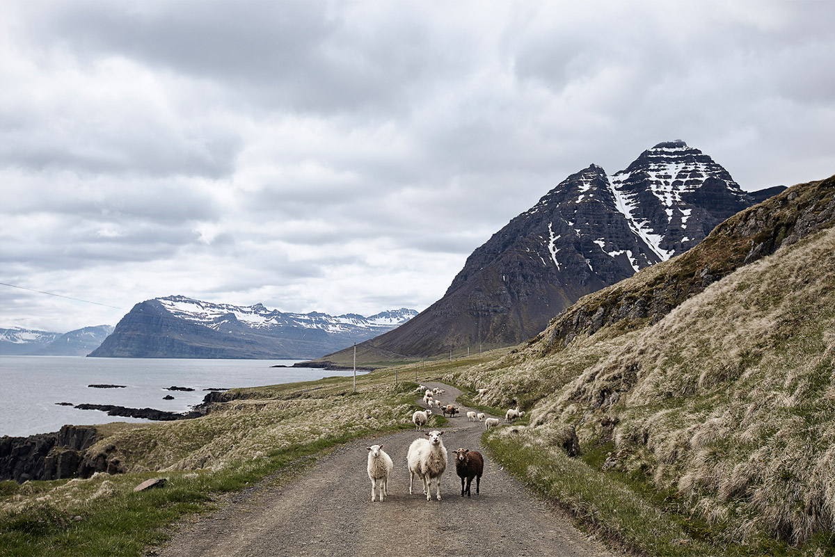 Фотография: Один день из жизни овечьей фермы на краю Исландии №4 - BigPicture.ru