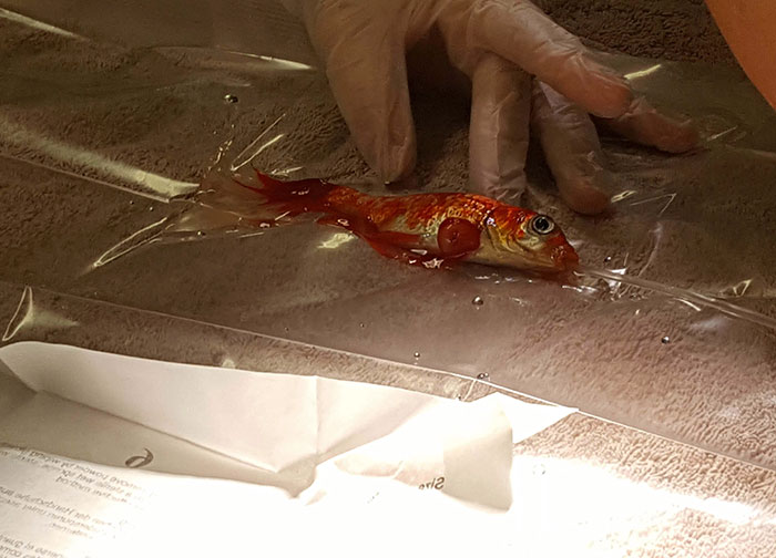 Фотография: 20-летняя золотая рыбка могла умереть от опухоли, но ей попались лучшие в мире хозяева №4 - BigPicture.ru