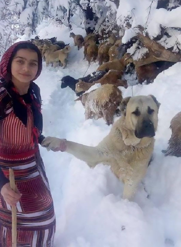 Фотография: 11-летняя девочка с собакой спасла козу и ее детеныша в горах №5 - BigPicture.ru