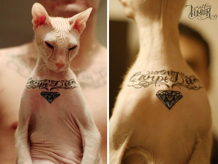 Фотография: Екатеринбуржец сделал своему коту несколько тюремных татуировок №6 - BigPicture.ru