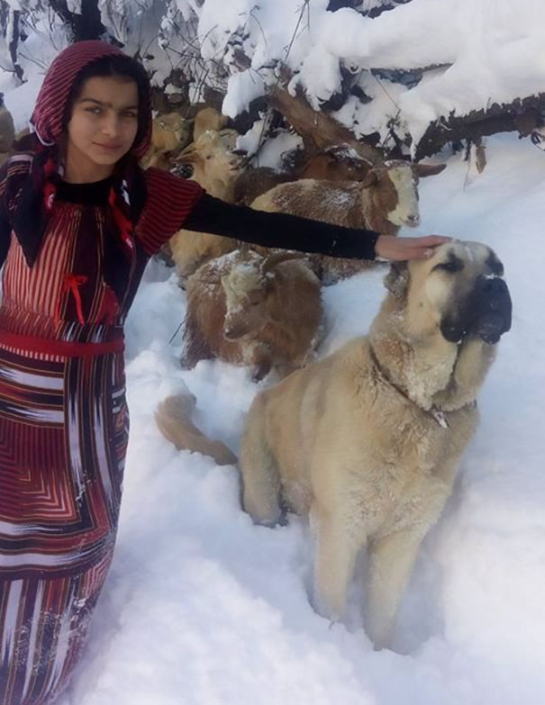 Фотография: 11-летняя девочка с собакой спасла козу и ее детеныша в горах №6 - BigPicture.ru