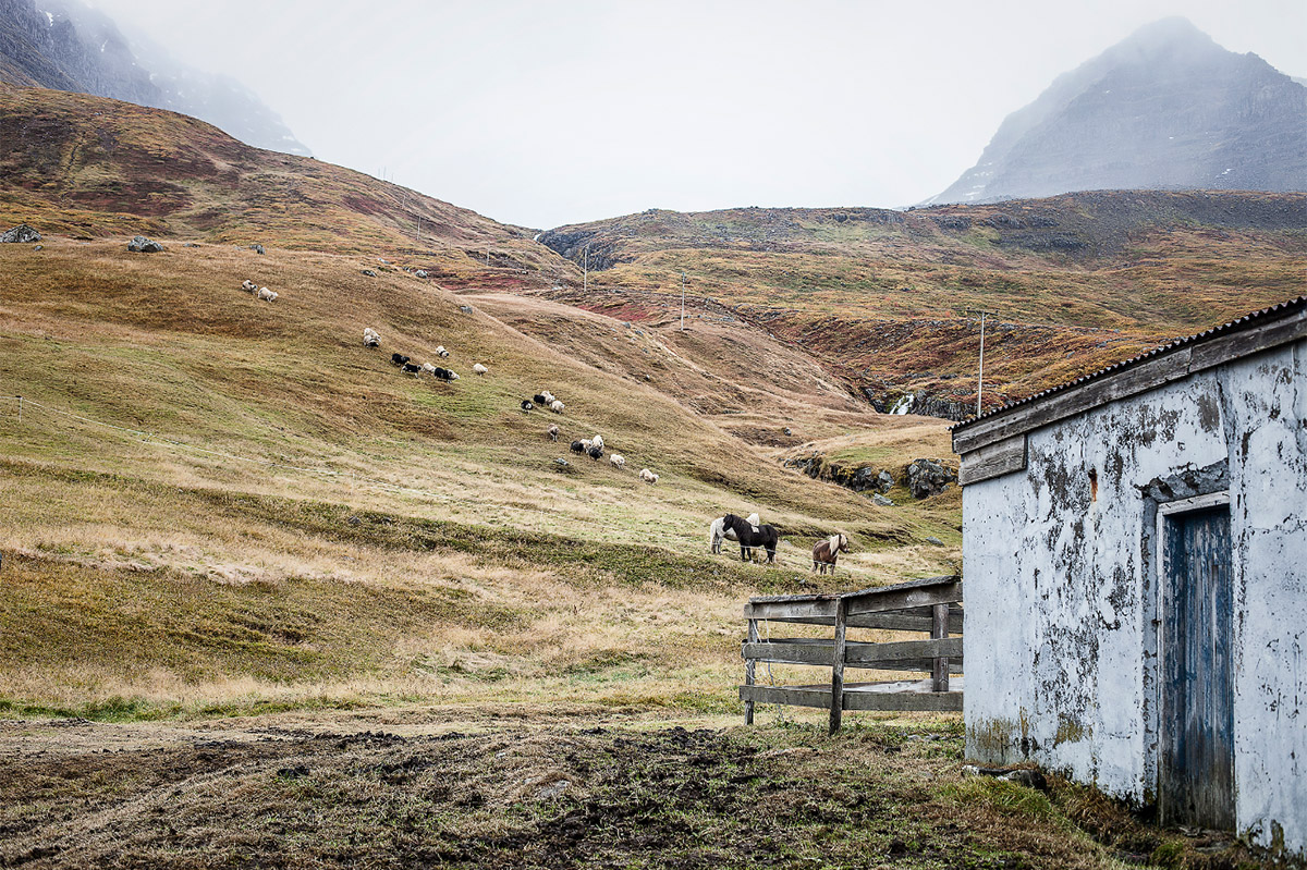 Фотография: Один день из жизни овечьей фермы на краю Исландии №6 - BigPicture.ru