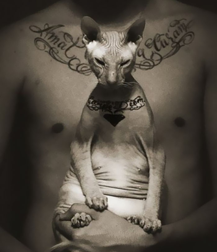 Фотография: Екатеринбуржец сделал своему коту несколько тюремных татуировок №5 - BigPicture.ru