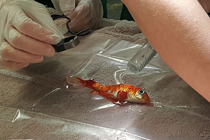 Фотография: 20-летняя золотая рыбка могла умереть от опухоли, но ей попались лучшие в мире хозяева №7 - BigPicture.ru