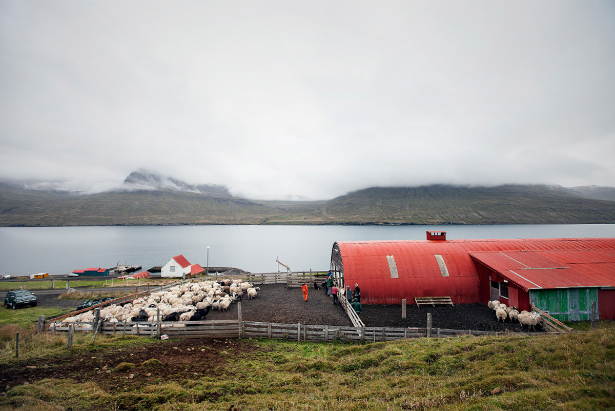 Фотография: Один день из жизни овечьей фермы на краю Исландии №7 - BigPicture.ru
