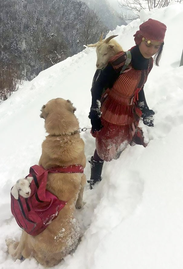 Фотография: 11-летняя девочка с собакой спасла козу и ее детеныша в горах №8 - BigPicture.ru
