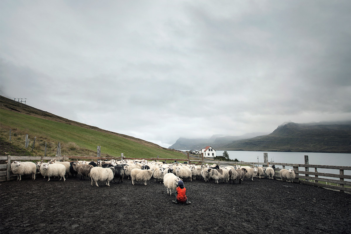 Фотография: Один день из жизни овечьей фермы на краю Исландии №8 - BigPicture.ru