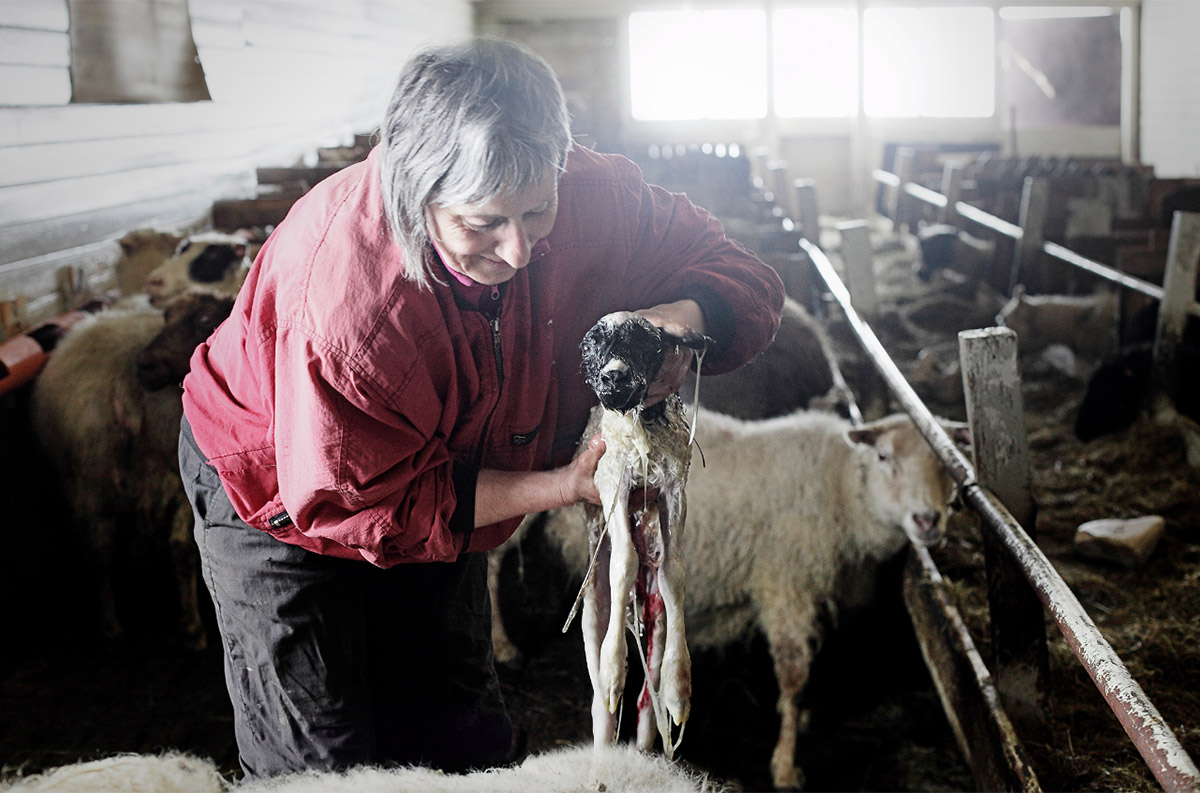 Фотография: Один день из жизни овечьей фермы на краю Исландии №1 - BigPicture.ru