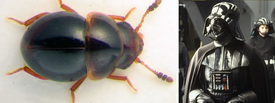 Bigpicture.ru darth vader beetle comparison
