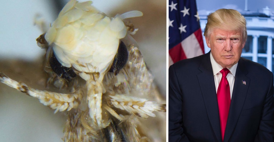 Bigpicture.ru donald trump moth comparison