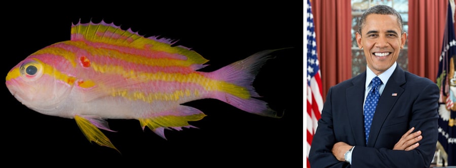 Bigpicture.ru tosanoides obama coral reef basslet comparison 1