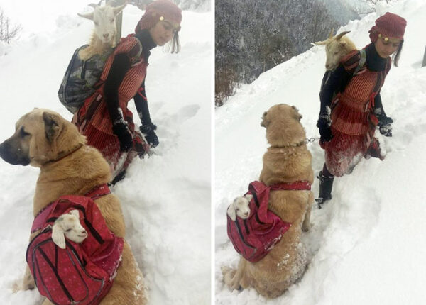 11-летняя девочка с собакой спасла козу и ее детеныша в горах