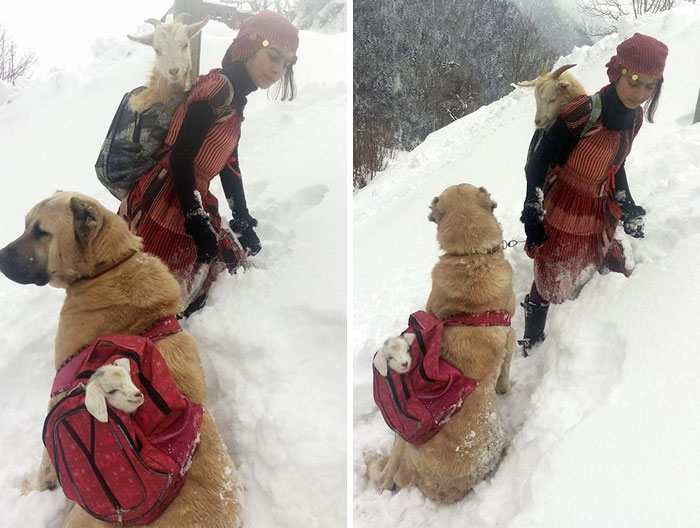 Фотография: 11-летняя девочка с собакой спасла козу и ее детеныша в горах №1 - BigPicture.ru