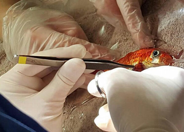 20-летняя золотая рыбка могла умереть от опухоли, но ей попались лучшие в мире хозяева
