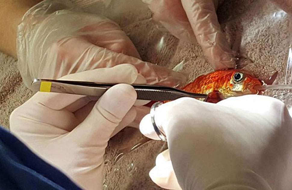 Фотография: 20-летняя золотая рыбка могла умереть от опухоли, но ей попались лучшие в мире хозяева №1 - BigPicture.ru