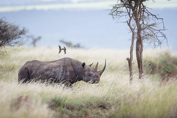 Фотография: В индийском парке ради спасения носорогов убивают людей №6 - BigPicture.ru