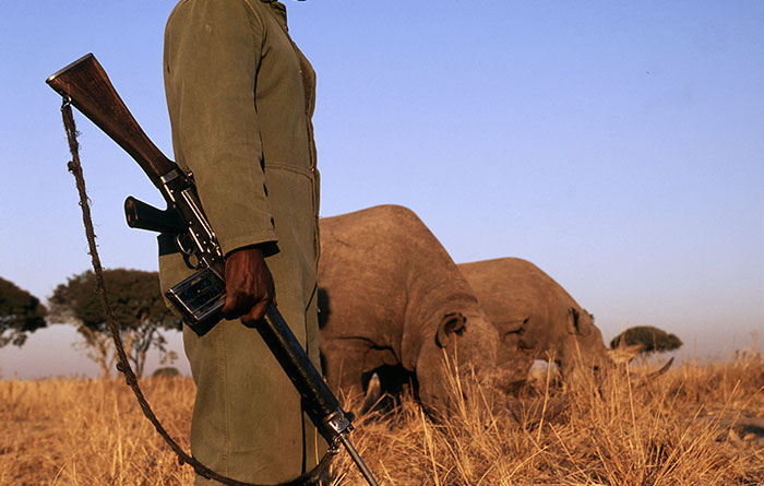 Фотография: В индийском парке ради спасения носорогов убивают людей №5 - BigPicture.ru