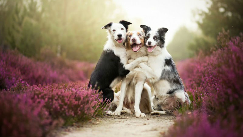 Фотография: Таких крутых портретов собак еще никто не делал №1 - BigPicture.ru