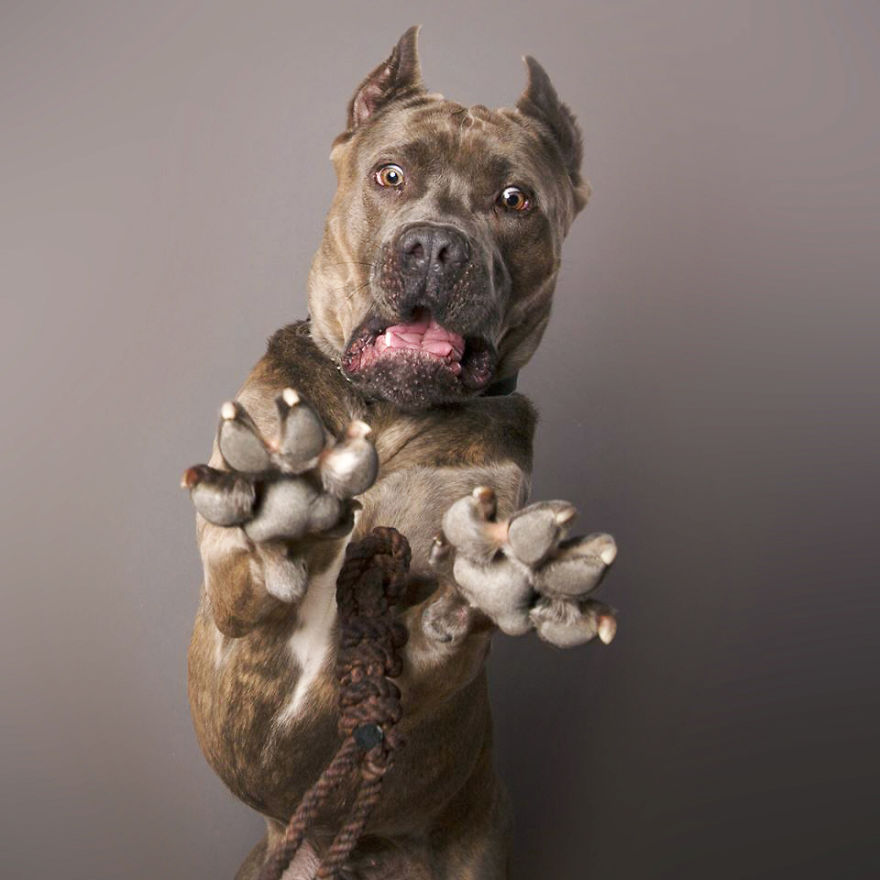 Фотография: Харизматичные собаки, которые словно хотят нам что-то сказать №3 - BigPicture.ru