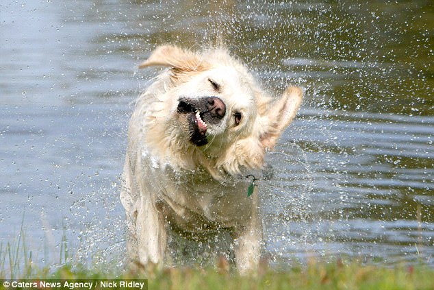 Фотография: Фотограф снял бегущих собак, и это очень смешно №13 - BigPicture.ru