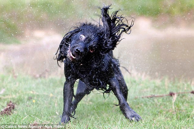 Фотография: Фотограф снял бегущих собак, и это очень смешно №14 - BigPicture.ru