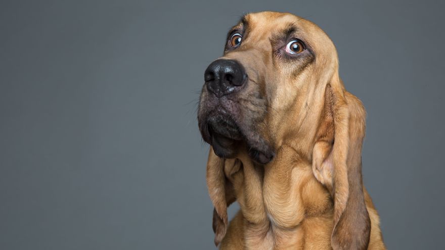 Фотография: Харизматичные собаки, которые словно хотят нам что-то сказать №15 - BigPicture.ru