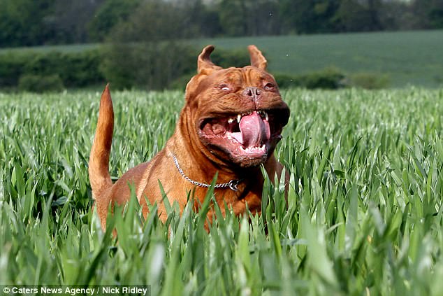 Фотография: Фотограф снял бегущих собак, и это очень смешно №15 - BigPicture.ru