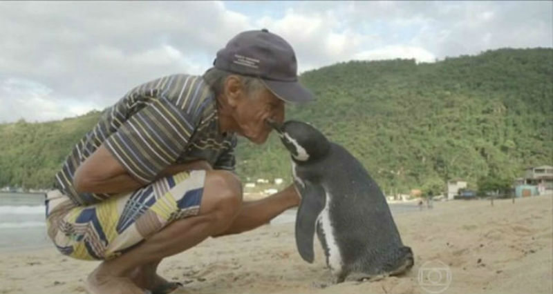 Фотография: Пингвин каждый год проплывает более 8 тысяч километров, чтобы встретиться со своим спасителем №1 - BigPicture.ru