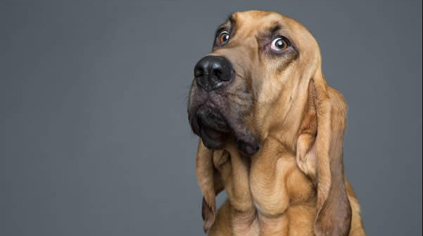 Фотография: Харизматичные собаки, которые словно хотят нам что-то сказать №25 - BigPicture.ru