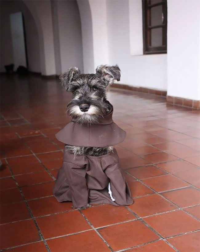 Фотография: Бродячий пес стал настоящим католическим монахом №4 - BigPicture.ru