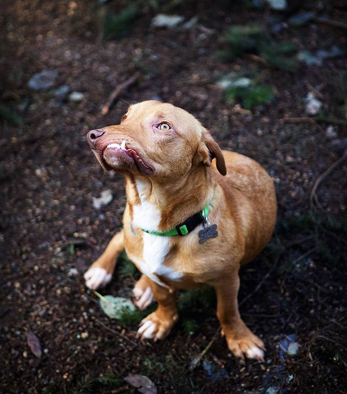 Фотография: История Пикассо, замечательного несовершенного пса, которого никто не хотел брать домой №6 - BigPicture.ru
