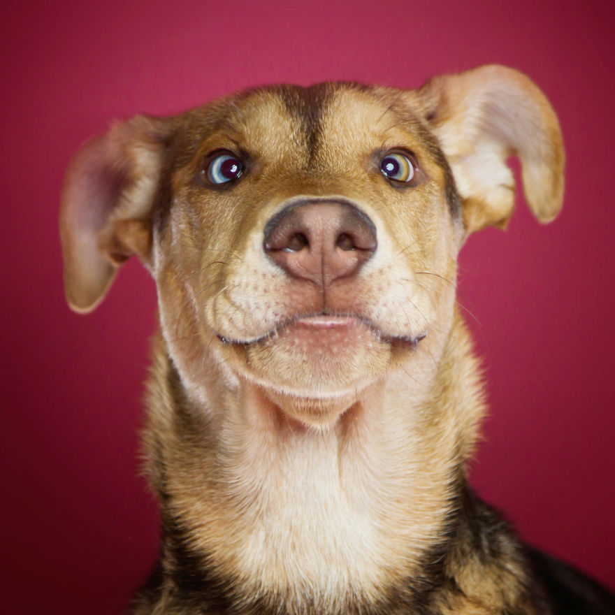 Фотография: Харизматичные собаки, которые словно хотят нам что-то сказать №7 - BigPicture.ru