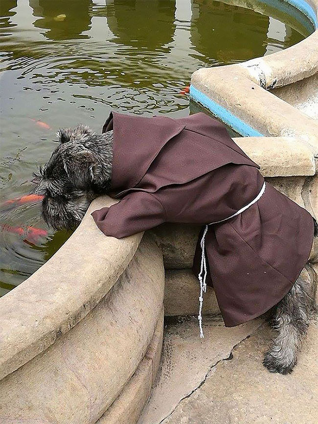 Фотография: Бродячий пес стал настоящим католическим монахом №8 - BigPicture.ru