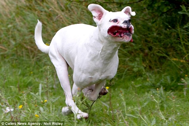 Фотография: Фотограф снял бегущих собак, и это очень смешно №10 - BigPicture.ru