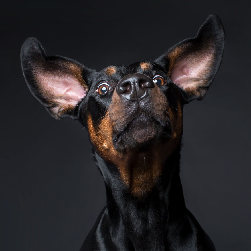Фотография: Харизматичные собаки, которые словно хотят нам что-то сказать №10 - BigPicture.ru