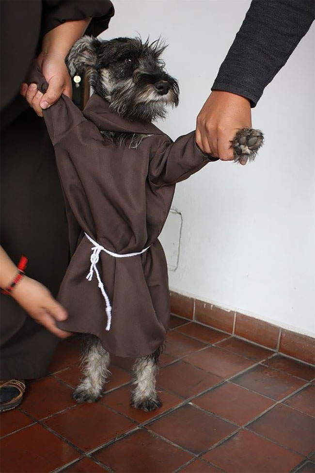 Фотография: Бродячий пес стал настоящим католическим монахом №10 - BigPicture.ru